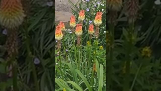 Уроки природолюбования.  Пенстемон  и книфофия смотреть онлайн