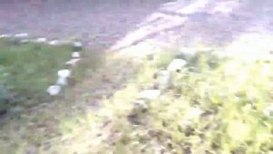 Дуб черешчатый растет прекрасно в Сибири