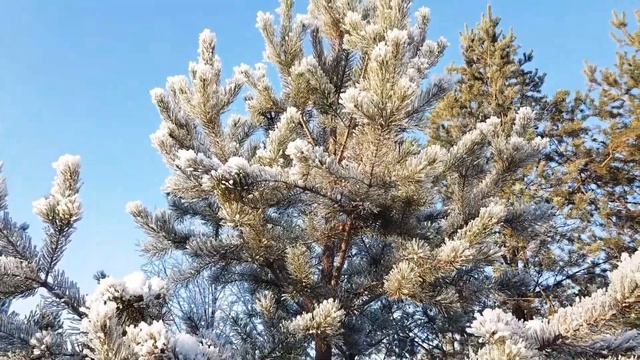 Зимняя сказка в Костромской области. смотреть онлайн