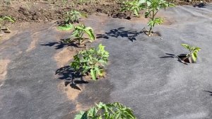 Рассада помидор горит от жары что делать !