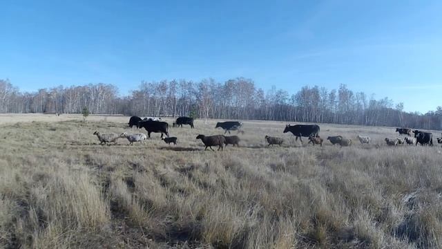 Алдан поселок в Омском районе Омской области_Aldan is a village  in the Omsk region