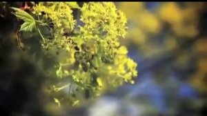 шарманщик Времена года.mp4