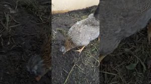 О породе кур Легбар.