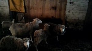 Случка овец. Как покрыть овцу. Sheep knit