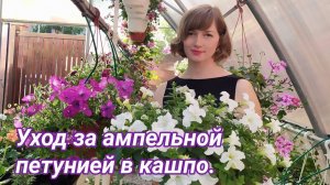 Уход за ампельной петунией в кашпо. Эксперимент года - новая схема обработок.