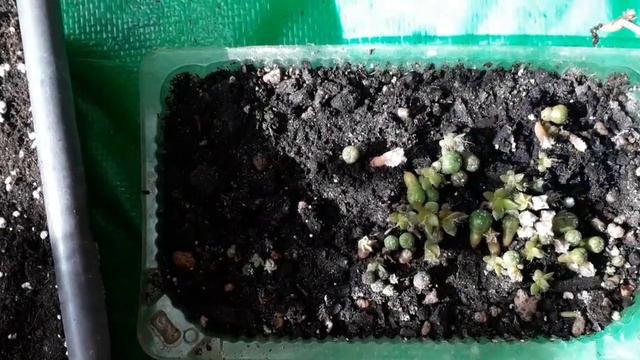 кактусы вырвщивание. Кактусная история - от семян до цветения. Пикируем.