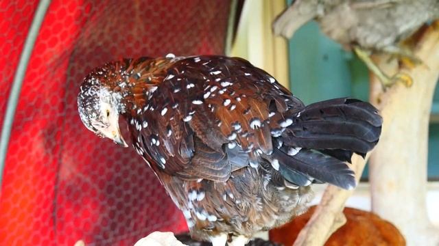 Изменения в курятнике.Куры. Утки. смотреть онлайн