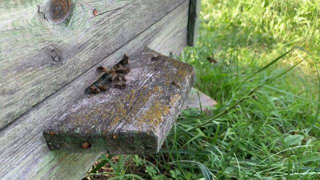 Пчелы отбиваются от осы! смотреть онлайн