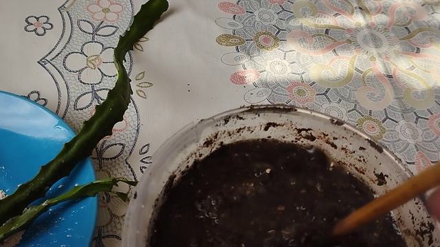 🌵 Кактус цереус гүлін көбейту.#өсімдік #гулдер #үйдің #өсіру #кактус Гүлдер әлемі 🌺Күтім смотреть онлайн