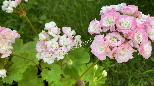 Sutarves Nada K смотреть онлайн