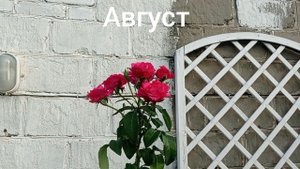 Плетистая роза "Венроза"(Высоцкого). Вспоминаем лето 2022.