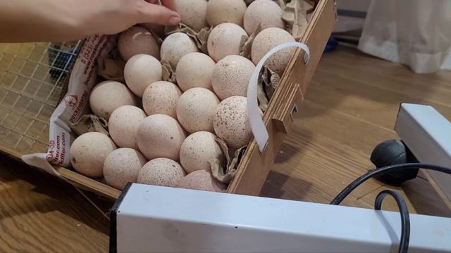 Закладка индюшиного яйца. Закладываю впервые.