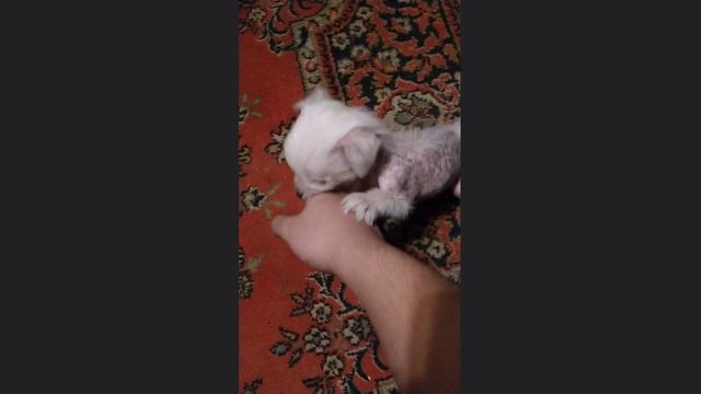 Щеночек (КХС)