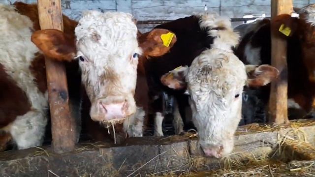 Бички Сементал на продажу в Худжанде. Новая партия