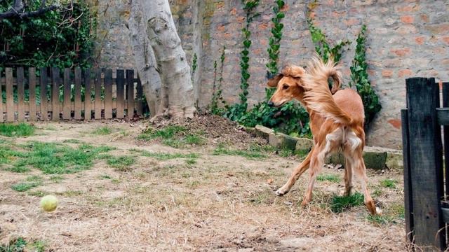 Saluki - TOP 10 Interesting Facts смотреть онлайн