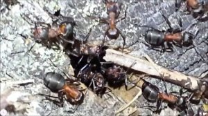 Муравей и малина