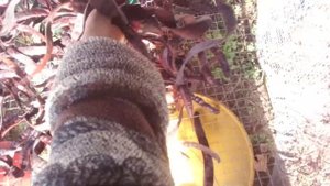 Акация Глядичия Плоды Козам, Овцам. Зимний Урожай