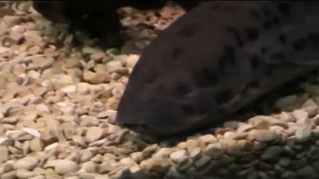 Библейский зоопарк 2011.Аквариум 1 смотреть онлайн