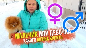 Почему купили шпица девочку Какую собаку купить На что обратить внимание при покупке щенка шпица