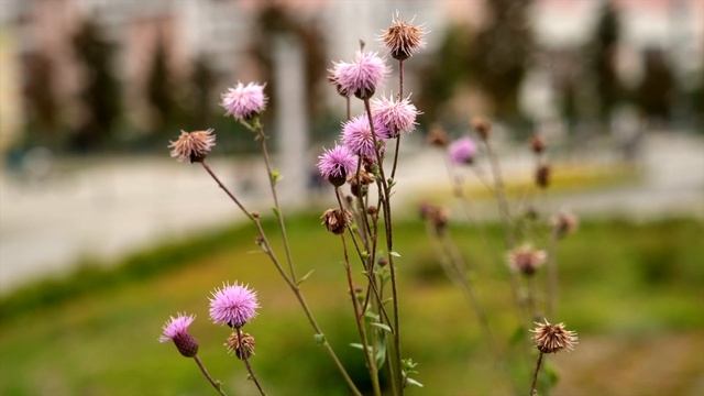 Парк Ходынское поле. Лето 2021 смотреть онлайн