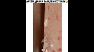 ПРИКОЛ - Артем, давай заведем котейку