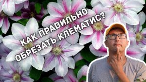 Как обрезать клематисы? Что важно знать?