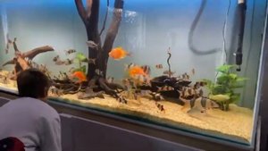 Аквариум с боциями-клоунами от AquaristPro