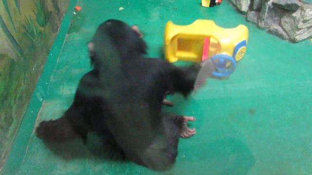 Вечные хулиганы шимпанзе Филя и Люся 06.01.19 смотреть онлайн