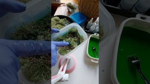 как стабилизировать мох в домашних условиях