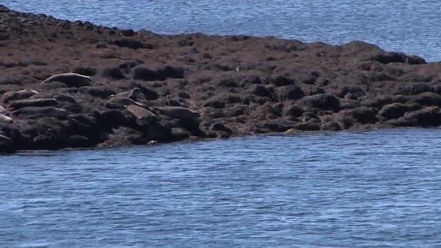 Scotland Travel: Dunvegan Seal colony смотреть онлайн