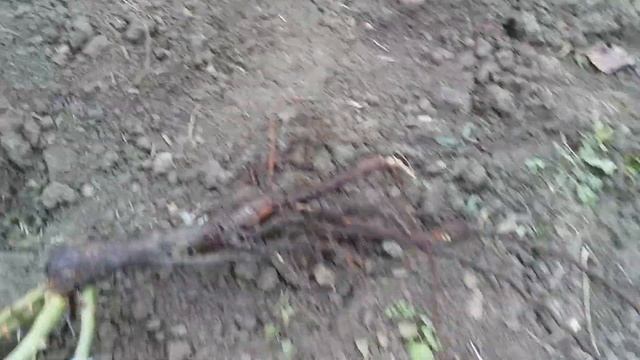 Саженцы роз купленных сегодня 21 ноября на рынке :  Мunstead Wood и другие смотреть онлайн