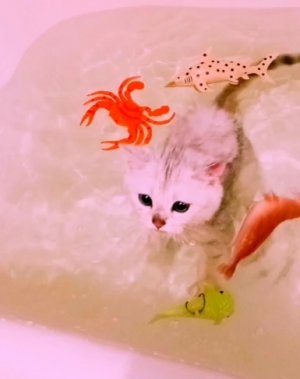 Снежинка любит плавать в ванной