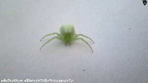 Паук Краб - Ebrechtella tricuspidata