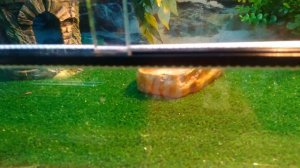 террариум в челябинском зоопарке