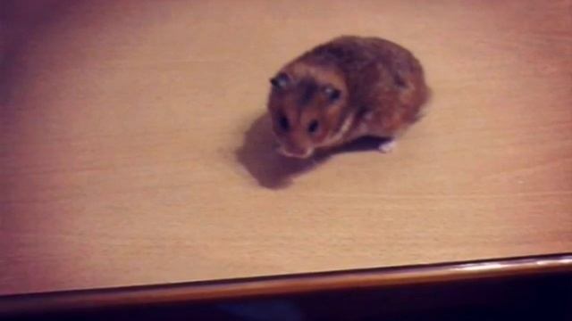 Фото моего любимого хомяка Хомы♥♥♥ смотреть онлайн