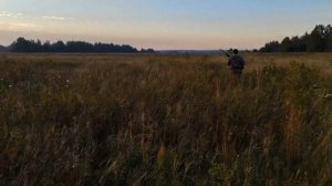 Охота на куропатку с русским охотничьим спаниелем