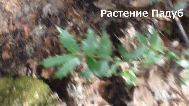 Галопом по Майкопу - видеопрогулка по Адыгеи