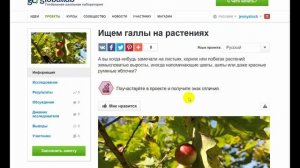 Биология, 7-8 класс. Разбор проектного задания "Ищем галлы на растениях"