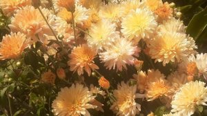 хризантема разноцветная
