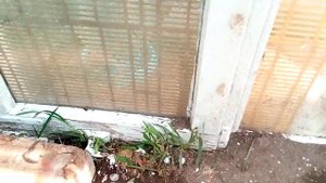Новый птичник для цыплят из оконных рам, и как его мы оборудовали