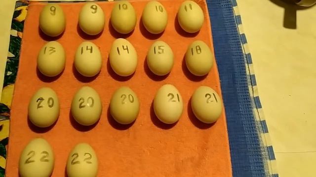 СДЕЛАЙТЕ ЭТО ОБЯЗАТЕЛЬНО ПРИ ПОДГОТОВКЕ УТИНЫХ ЯИЦ ПОДСАДНОЙ УТКИ ПЕРЕД ИНКУБАЦИЕЙ