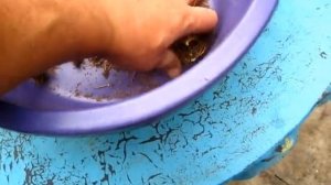 Пришла пора собрать семена моркови