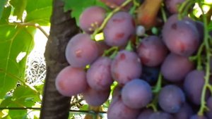 Виноград "Кентавр" Г.Ф. Калугина В.М. 4 августа 2018г.