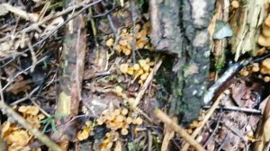 Mencari cendawan Chanterelles/Girolles (Cantharellus Cibarius) Part-2