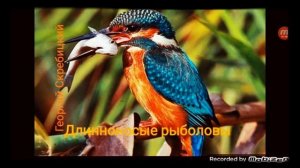 ДЛИННОНОСЫЕ РЫБОЛОВЫ ? рассказ ? аудио ? автор Георгий Скребицкий ?