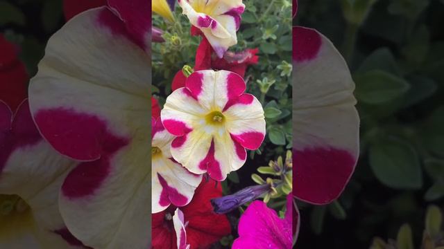 Петуния Германия цветы смотреть онлайн