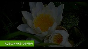 Кувшинка белая - удивительное растение! / Захар Травник