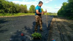 Как посадить кассетную рассаду клубники