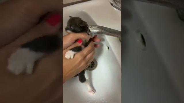 Купание котят милахи смотреть онлайн