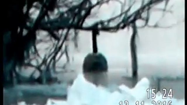 ЛЕБЕДЬ(сеголеток) В ПАВЛОДАРЕ НА ИРТЫШЕ смотреть онлайн